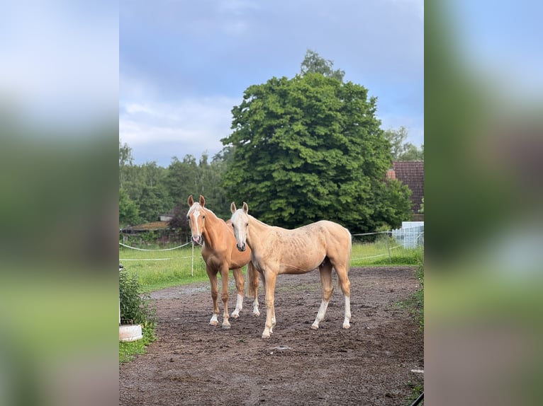Cheval de sport allemand Étalon 1 Année 170 cm Palomino in Wei&#xDF;enhornWei&#xDF;enhorn