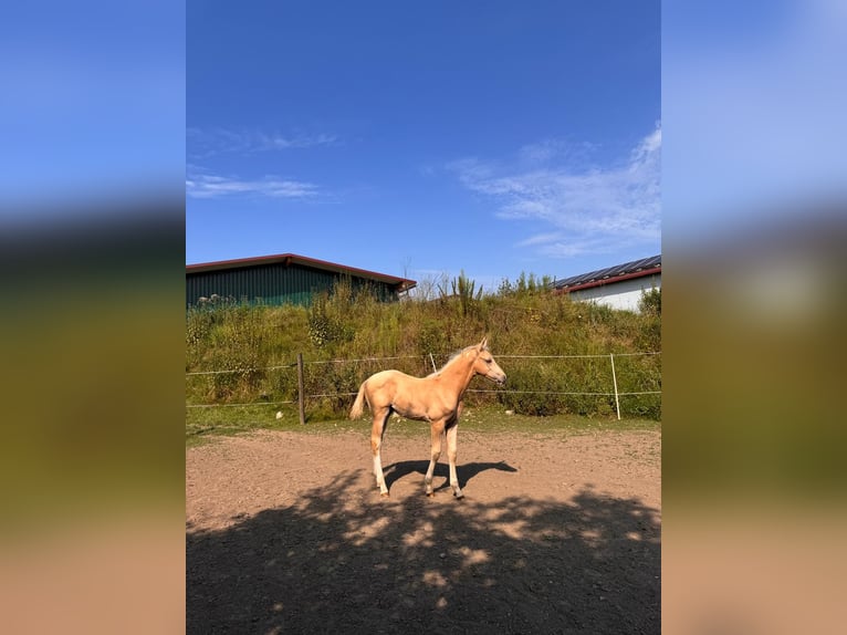 Cheval de sport allemand Étalon 1 Année 170 cm Palomino in Wei&#xDF;enhornWei&#xDF;enhorn