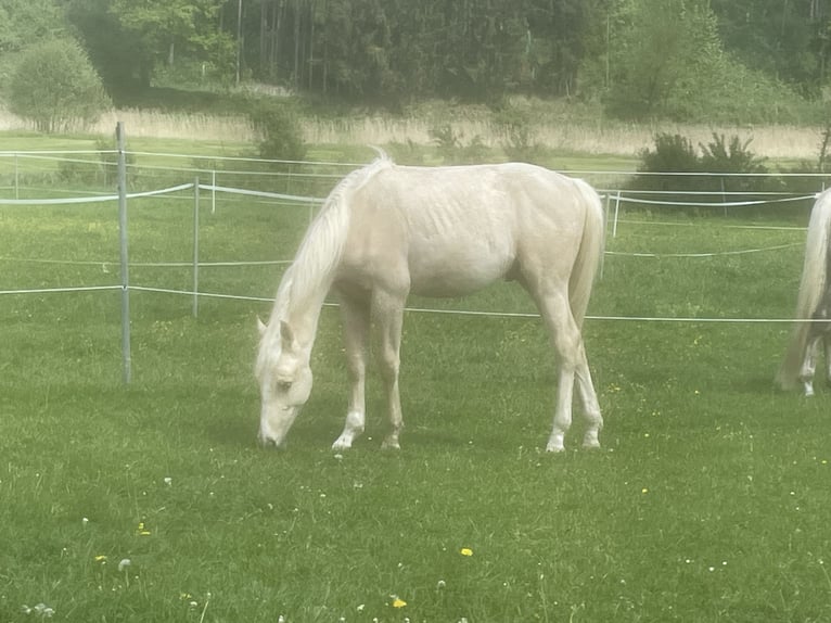 Cheval de sport allemand Étalon 1 Année 170 cm Palomino in Wei&#xDF;enhornWei&#xDF;enhorn