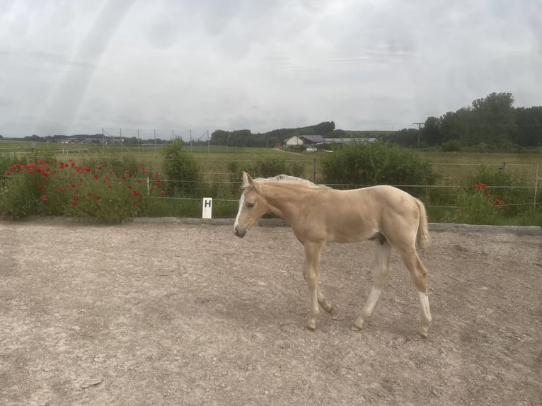 Cheval de sport allemand Étalon 1 Année 170 cm Palomino in Wei&#xDF;enhornWei&#xDF;enhorn