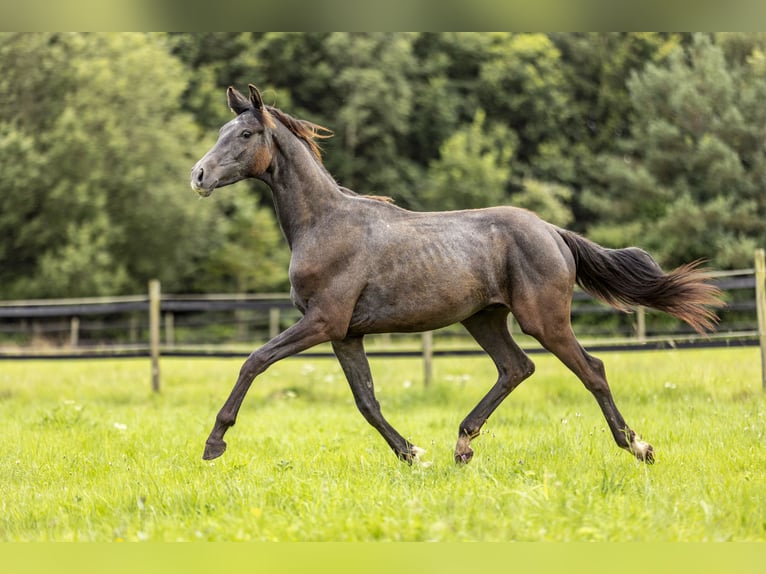 Cheval de sport allemand Étalon 1 Année 170 cm Rouan bleu in Heinzenbach