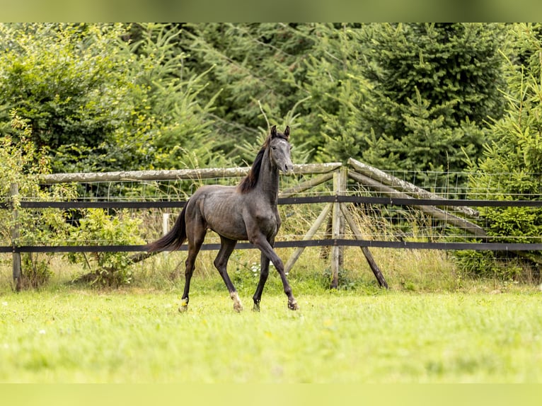 Cheval de sport allemand Étalon 1 Année 170 cm Rouan bleu in Heinzenbach