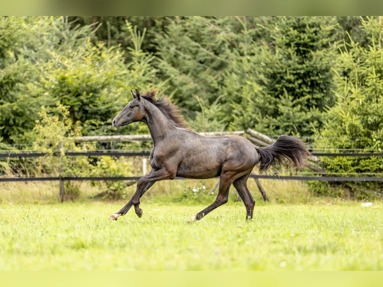 Cheval de sport allemand Étalon 1 Année 170 cm Rouan bleu in Heinzenbach