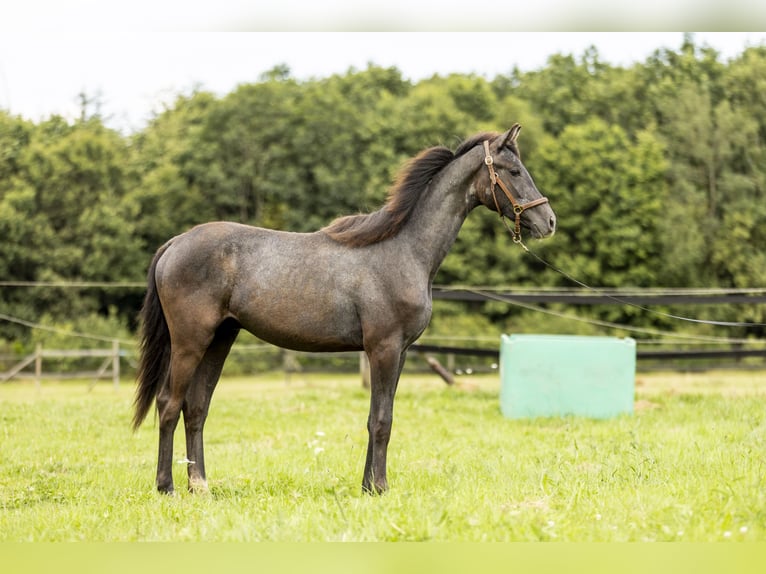 Cheval de sport allemand Étalon 1 Année 170 cm Rouan bleu in Heinzenbach