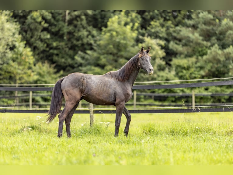 Cheval de sport allemand Étalon 1 Année 170 cm Rouan bleu in Heinzenbach