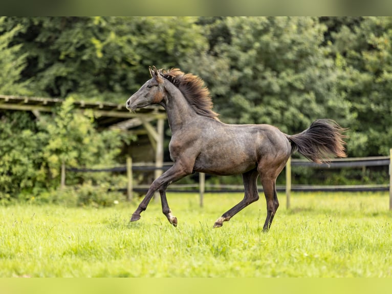 Cheval de sport allemand Étalon 1 Année 170 cm Rouan bleu in Heinzenbach