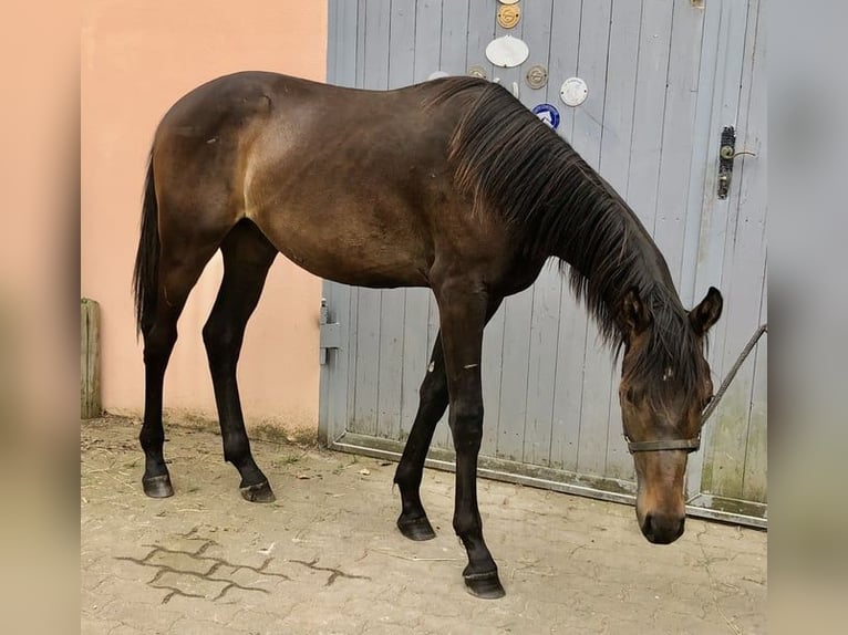 Cheval de sport allemand Étalon 1 Année 172 cm Bai brun foncé in Freystadt