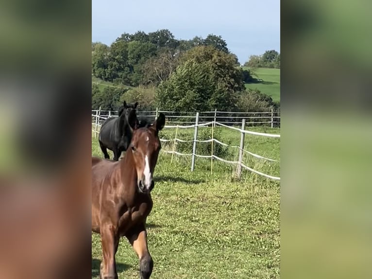 Cheval de sport allemand Étalon 1 Année 172 cm Bai in Scheßlitz
