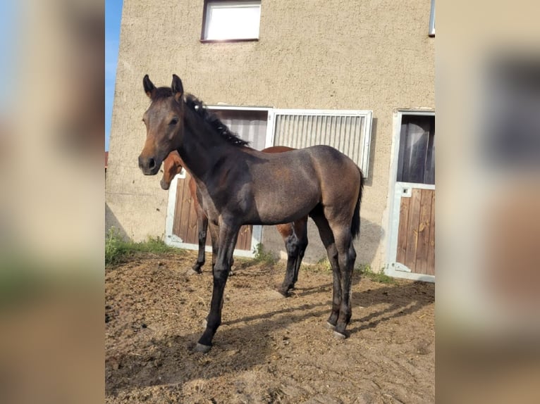 Cheval de sport allemand Étalon 1 Année 172 cm Gris in Annaburg