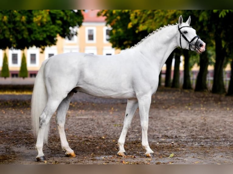 Cheval de sport allemand Étalon 1 Année 172 cm Gris in Güssefeld