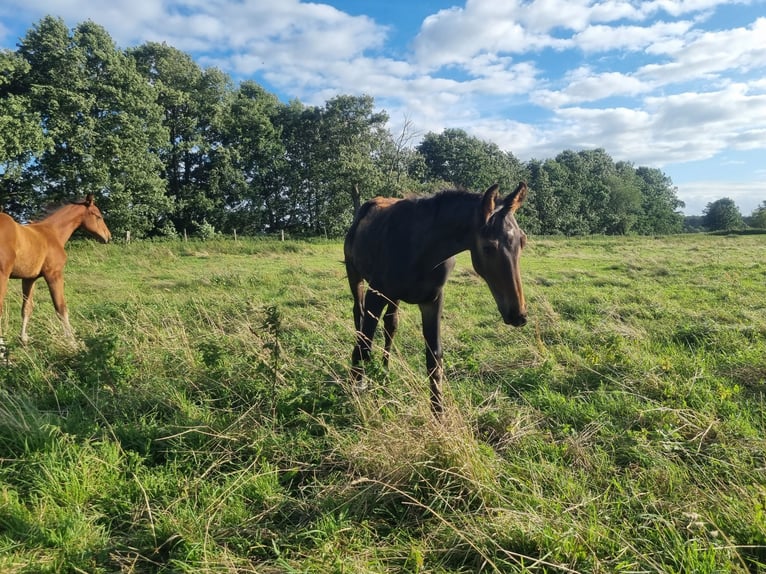 Cheval de sport allemand Étalon 1 Année 174 cm Bai brun in Burgstall