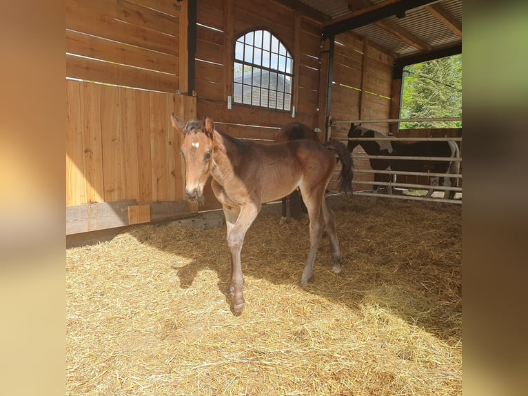 Cheval de sport allemand Étalon 1 Année 174 cm Bai brun in Burgstall