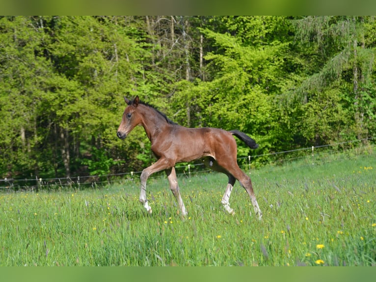 Cheval de sport allemand Étalon 1 Année 175 cm Bai brun in Egglham