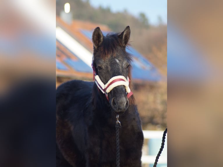 Cheval de sport allemand Étalon 1 Année 175 cm Peut devenir gris in Wolfsegg