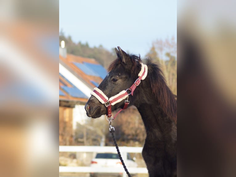 Cheval de sport allemand Étalon 1 Année 175 cm Peut devenir gris in Wolfsegg