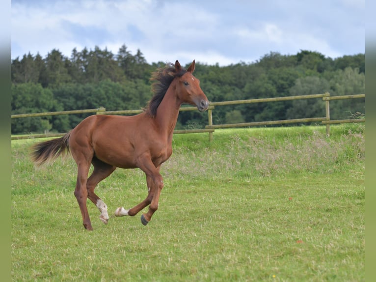 Cheval de sport allemand Étalon 1 Année Alezan brûlé in Radevormwald