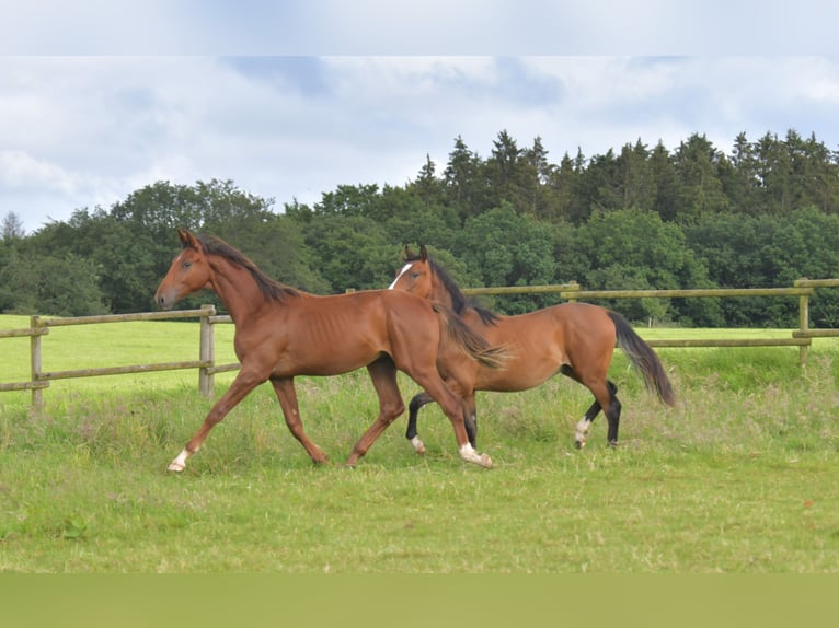 Cheval de sport allemand Étalon 1 Année Alezan brûlé in Radevormwald