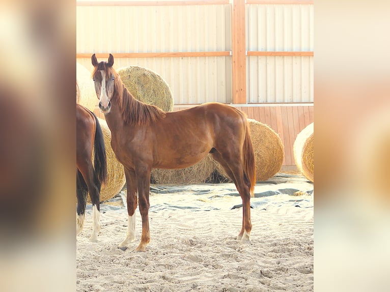 Cheval de sport allemand Étalon 1 Année Alezan brûlé in Feldatal