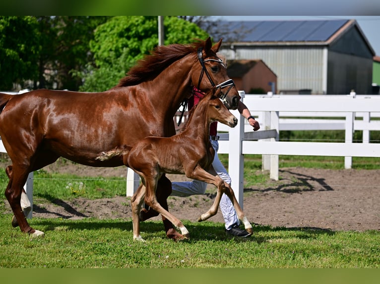 Cheval de sport allemand Étalon 1 Année Alezan brûlé in Schönwalde-Glien