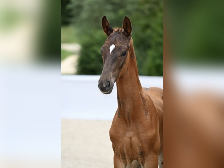 Cheval de sport allemand Étalon 1 Année Alezan brûlé in Rottweil