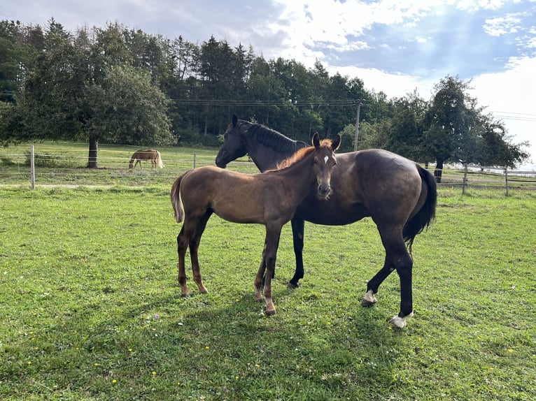 Cheval de sport allemand Étalon 1 Année Alezan brûlé in Rottweil