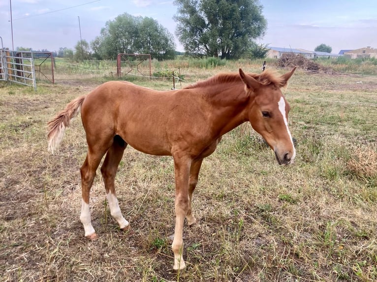 Cheval de sport allemand Étalon 1 Année Alezan in Rhinow