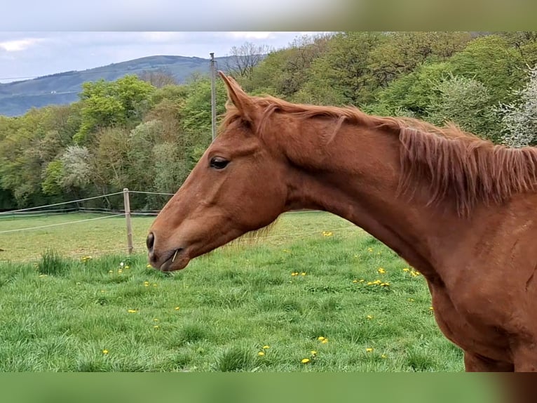 Cheval de sport allemand Étalon 1 Année Alezan in Burgen