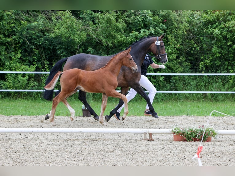 Cheval de sport allemand Étalon 1 Année Alezan in Illertissen