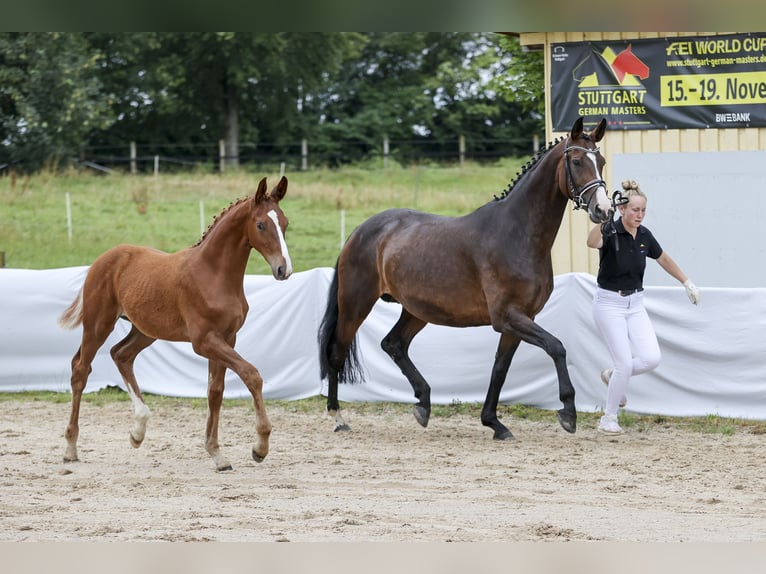 Cheval de sport allemand Étalon 1 Année Alezan in Illertissen