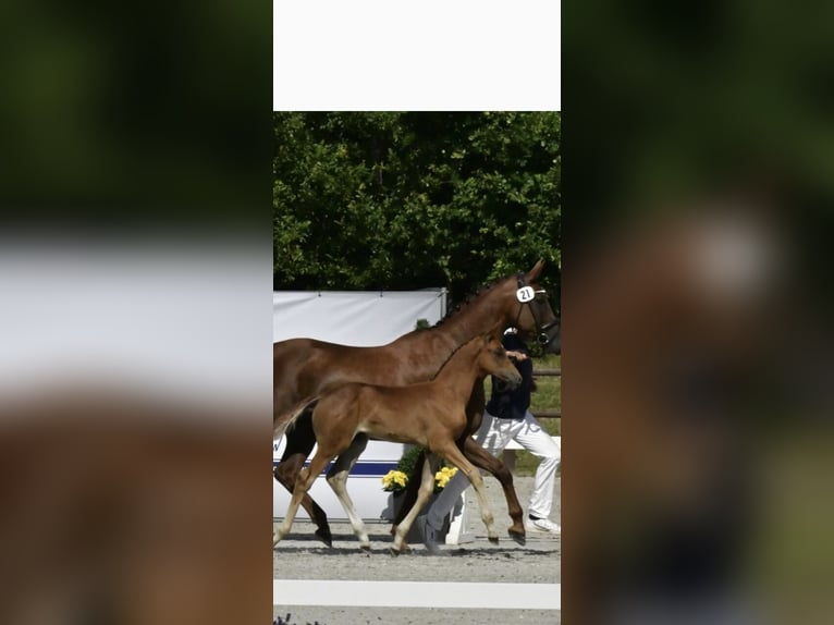 Cheval de sport allemand Étalon 1 Année Alezan in Malchow