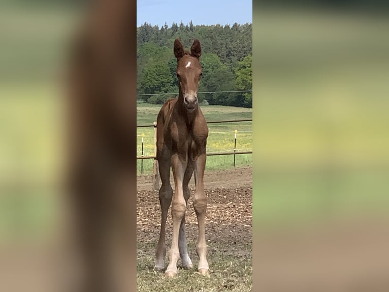 Cheval de sport allemand Étalon 1 Année Alezan in Malchow