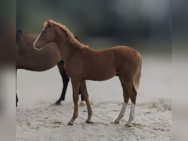 Cheval de sport allemand Étalon 1 Année Alezan in Bad König