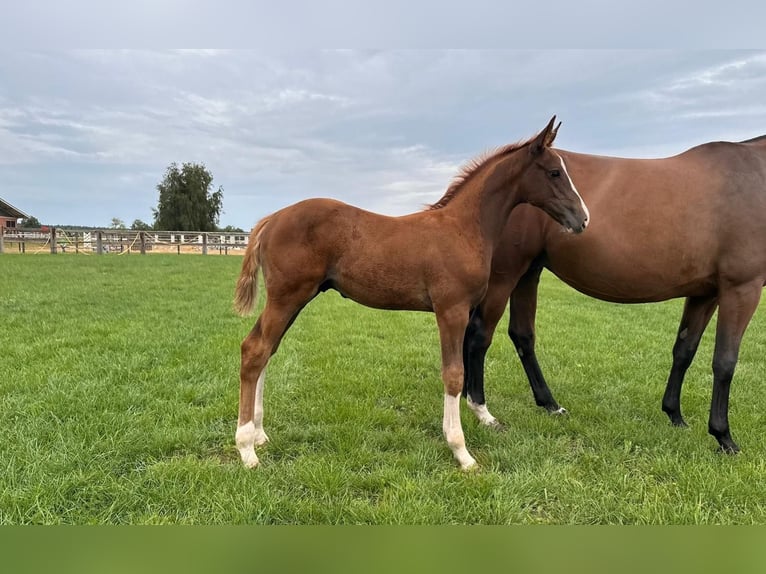 Cheval de sport allemand Étalon 1 Année Alezan in Niemegk