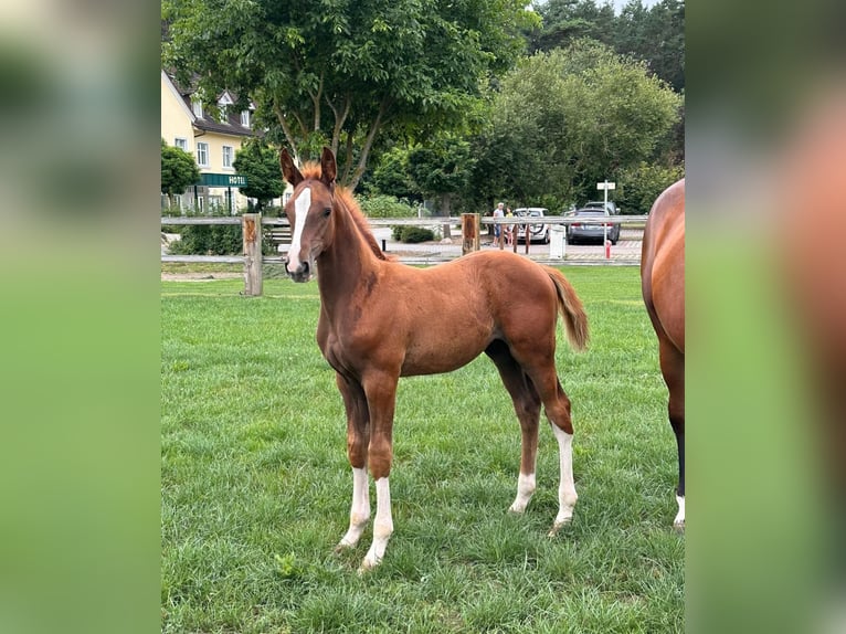 Cheval de sport allemand Étalon 1 Année Alezan in Niemegk