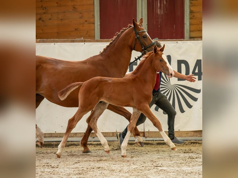 Cheval de sport allemand Étalon 1 Année Alezan in Leuna OT Zweimen