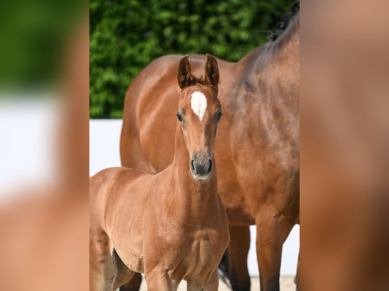 Cheval de sport allemand Étalon 1 Année Alezan in Römerstein