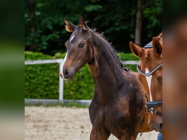 Cheval de sport allemand Étalon 1 Année Bai brun in Moritzburg