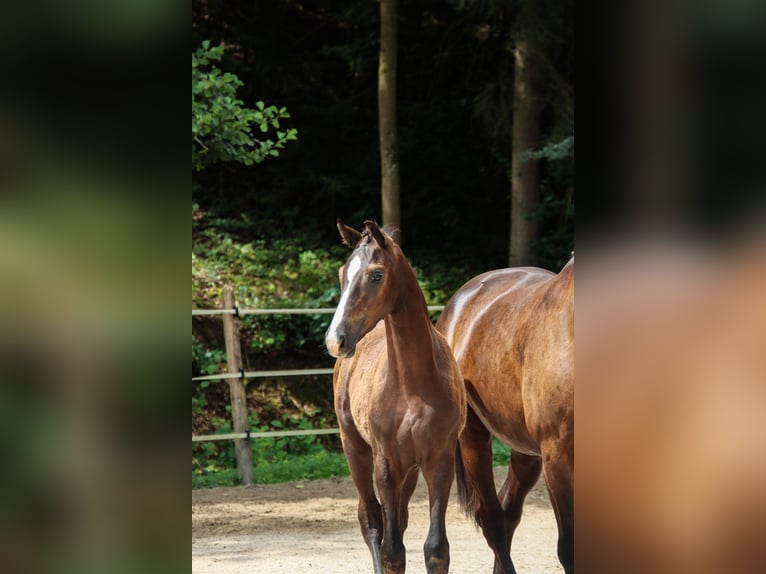 Cheval de sport allemand Étalon 1 Année Bai brun in Niederstetten