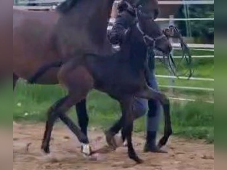 Cheval de sport allemand Étalon 1 Année Bai brun in Wustermark