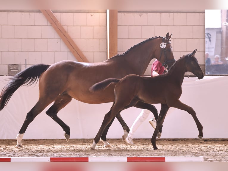 Cheval de sport allemand Étalon 1 Année Bai brun in Wustermark