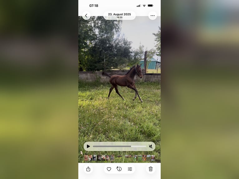 Cheval de sport allemand Étalon 1 Année Bai brun in Denklingen