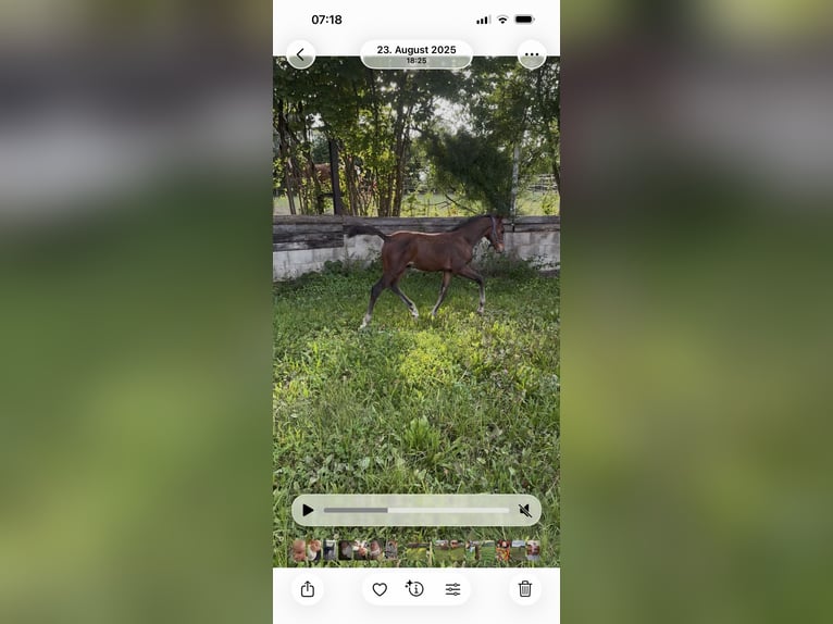 Cheval de sport allemand Étalon 1 Année Bai brun in Denklingen