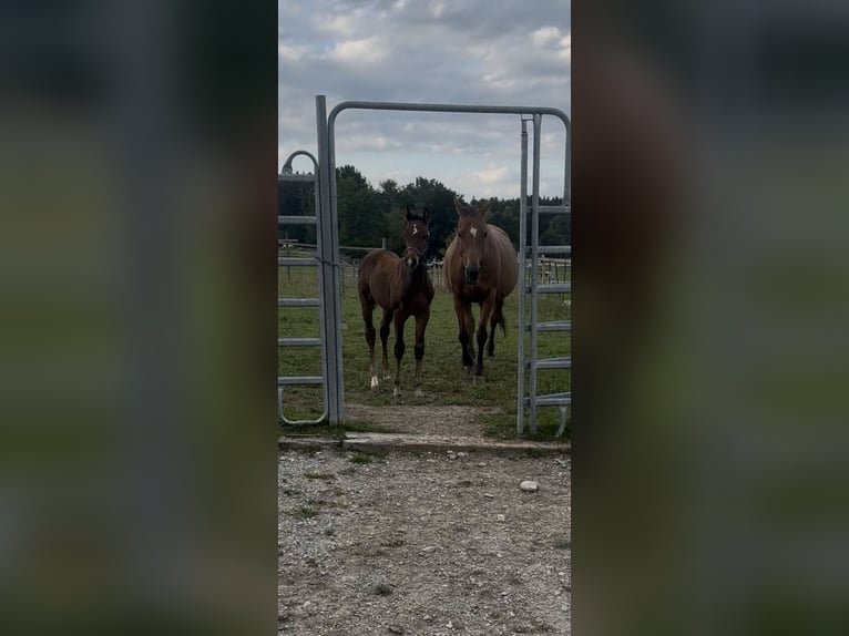 Cheval de sport allemand Étalon 1 Année Bai brun in Denklingen