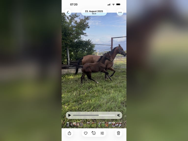 Cheval de sport allemand Étalon 1 Année Bai brun in Denklingen