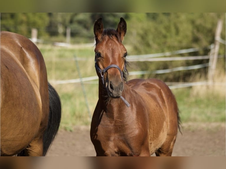 Cheval de sport allemand Étalon 1 Année Bai brun in Fußgönheim