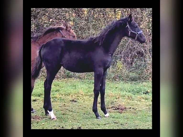 Cheval de sport allemand Étalon 1 Année Bai brun foncé in Gardelegen