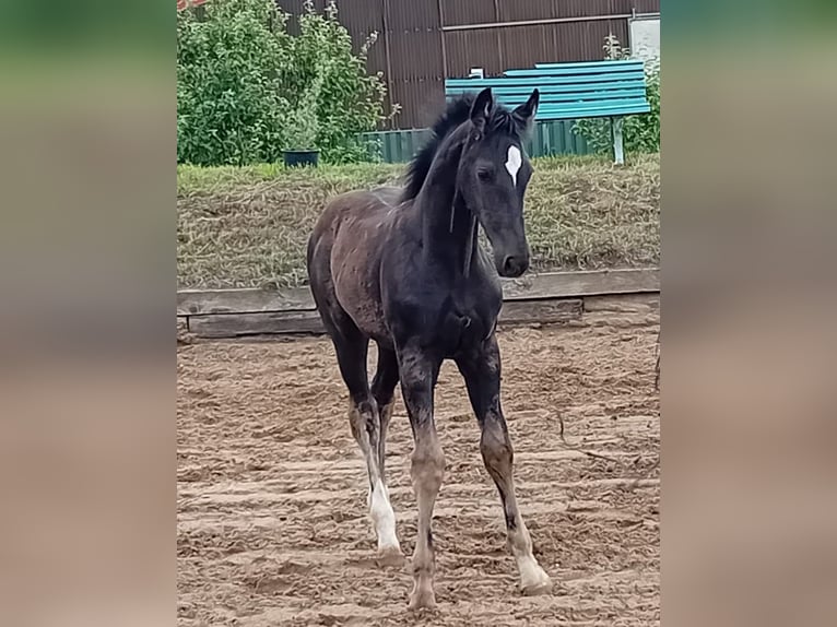 Cheval de sport allemand Étalon 1 Année Bai brun foncé in Farsleben