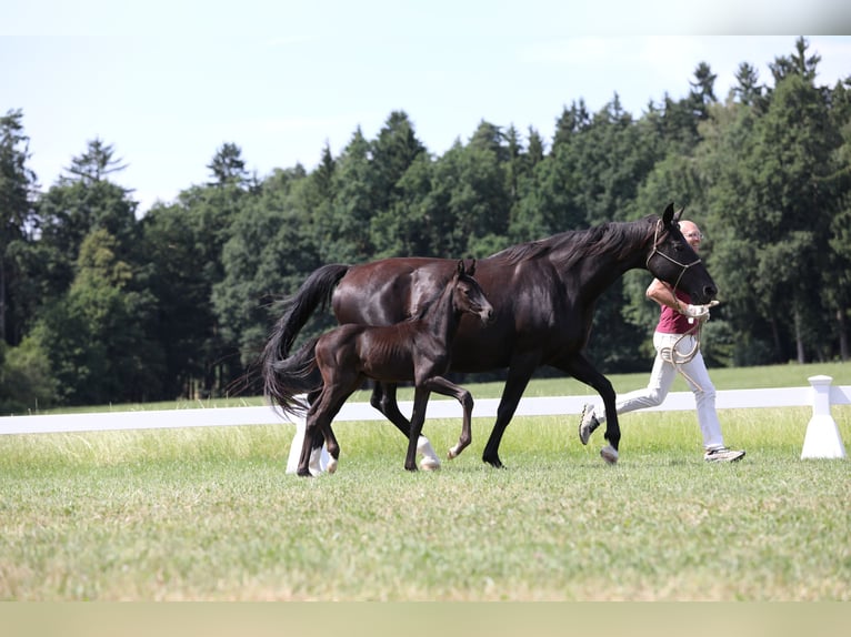 Cheval de sport allemand Étalon 1 Année Bai brun foncé in Postmünster