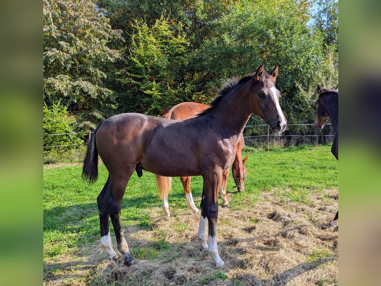Cheval de sport allemand Étalon 1 Année Bai in Bann