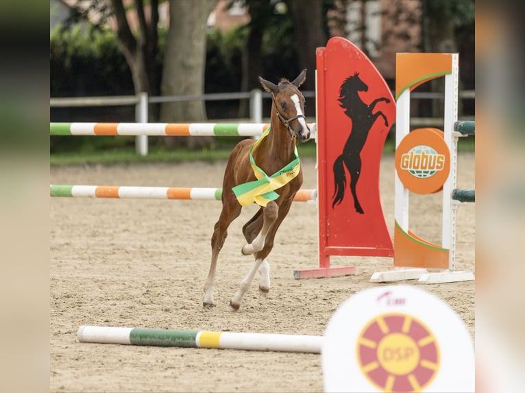 Cheval de sport allemand Étalon 1 Année Bai in Bann